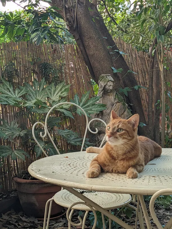 The garden cat on a wrought-iron table